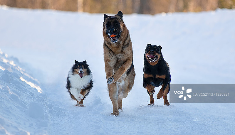 设得兰群岛牧羊犬、德国牧羊犬和罗威纳犬奔跑，加拿大图片素材