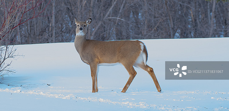 冬季森林中的白尾鹿画像图片素材