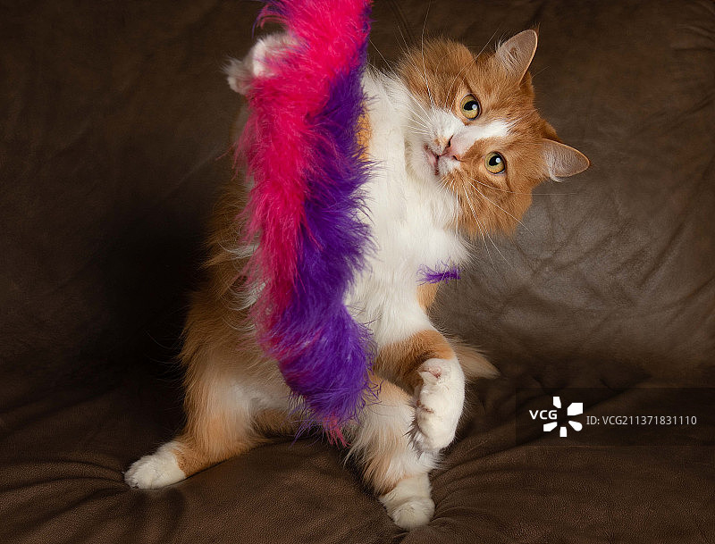 橙白可爱猫咪玩玩具后腿站立, 加拿大图片素材