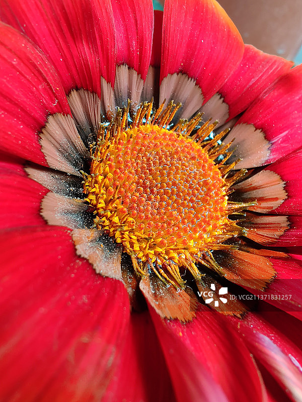红花的特写图片素材