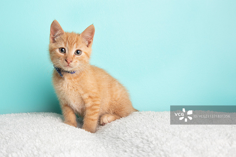 佩戴蓝白波点领结的橙色虎斑猫图片素材