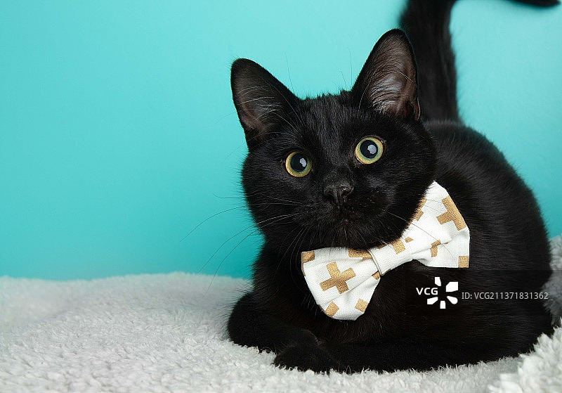 戴着白色领结的黑猫图片素材