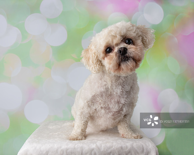 彩色背景上的比熊犬和西施犬混种犬肖像图片素材