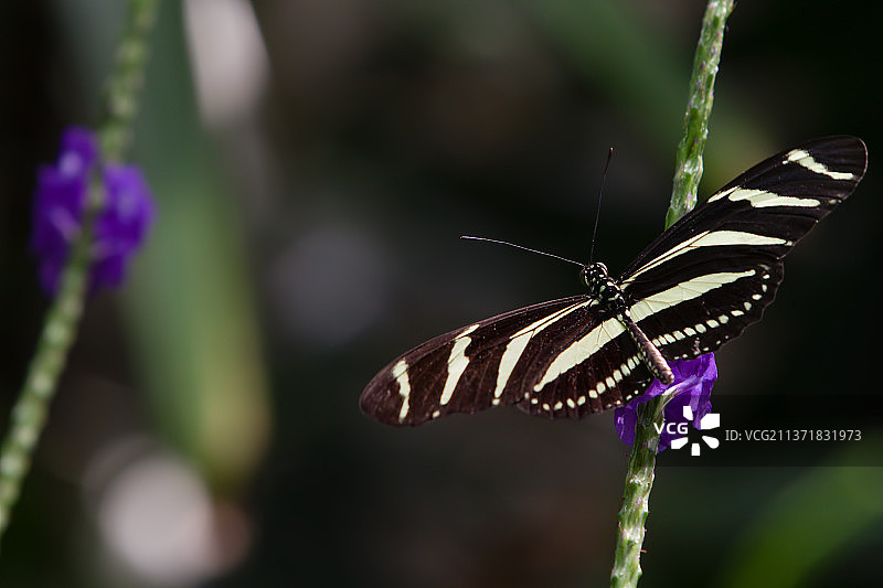 长翅凤蝶和花图片素材