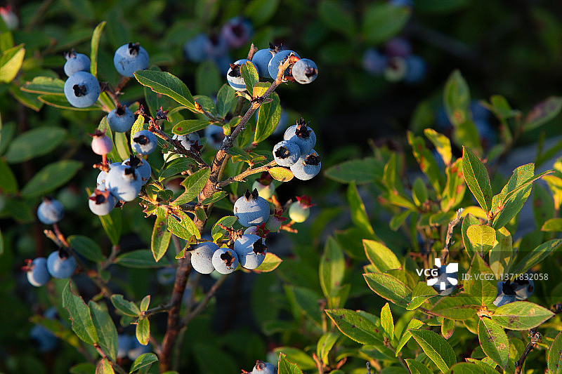 加拿大安大略省蓝莓特写图片素材