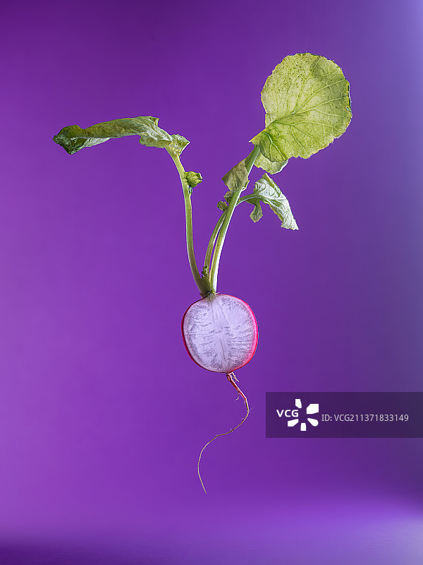 蓝色背景下萝卜特写，意大利巴里图片素材