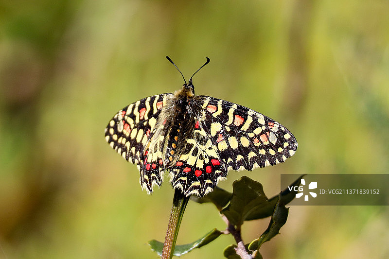 蝴蝶在花上采蜜图片素材