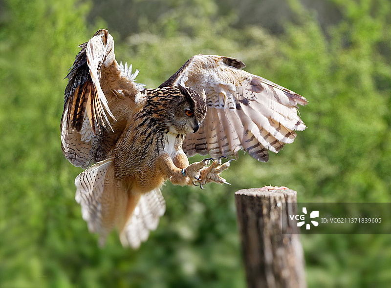 猫头鹰飞行特写，栖息在木桩上，英国图片素材