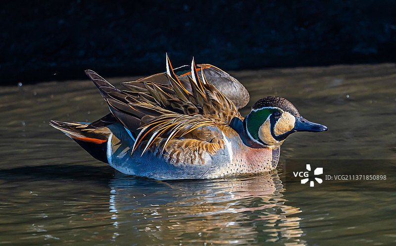 花脸鸭图片素材