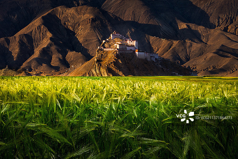 青稞熟了图片素材