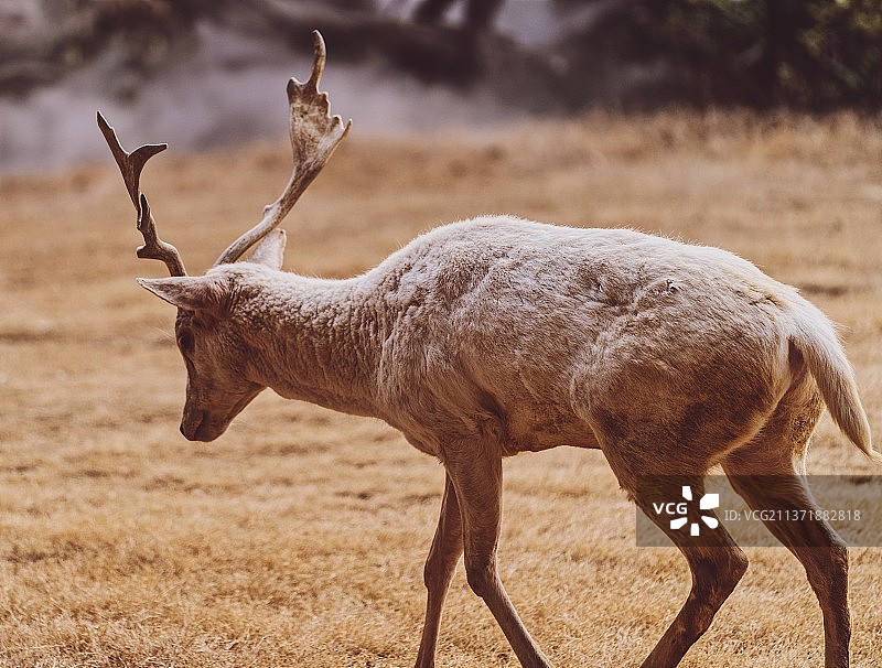 鹿图片素材
