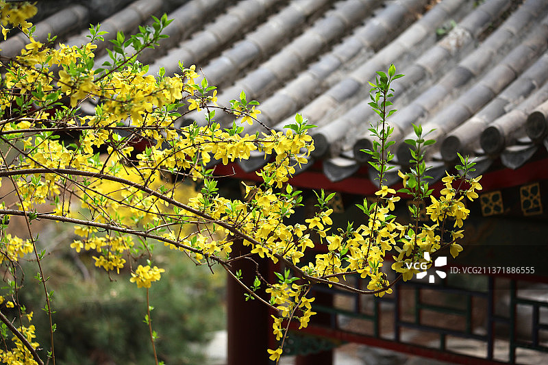 迎春花开图片素材