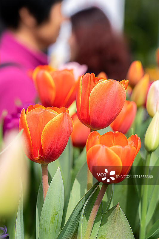 盛开的郁金香图片素材