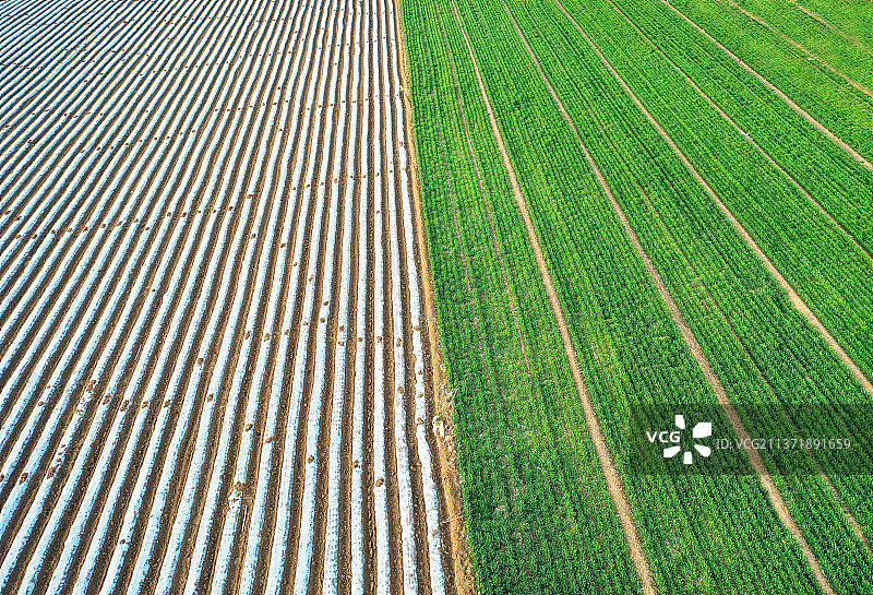 春耕春播图图片素材