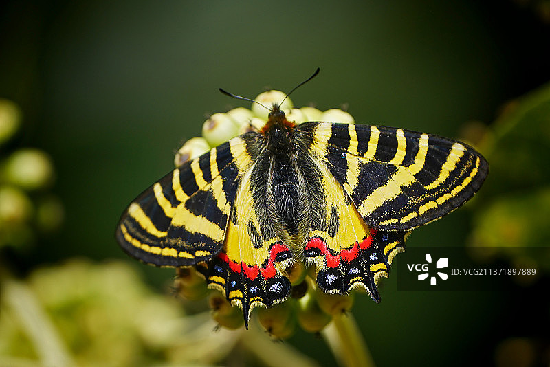中华虎凤蝶图片素材