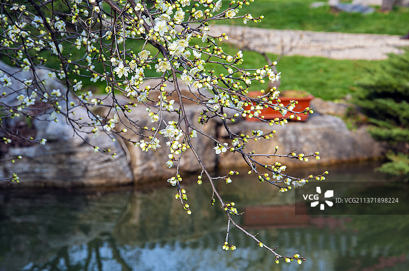 白梅花图片素材