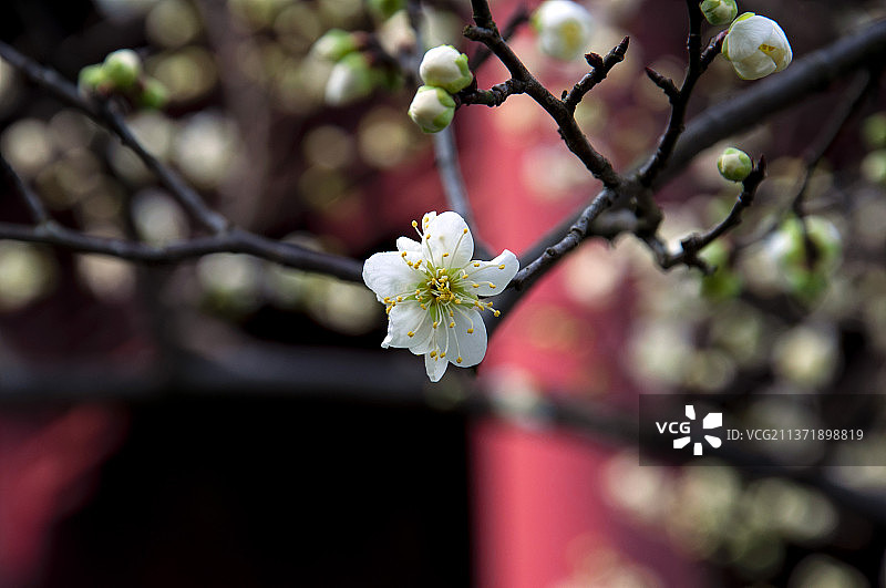 东湖梅园梅花图片素材