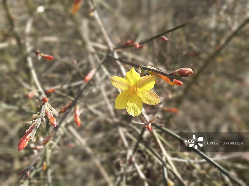 迎春花图片素材