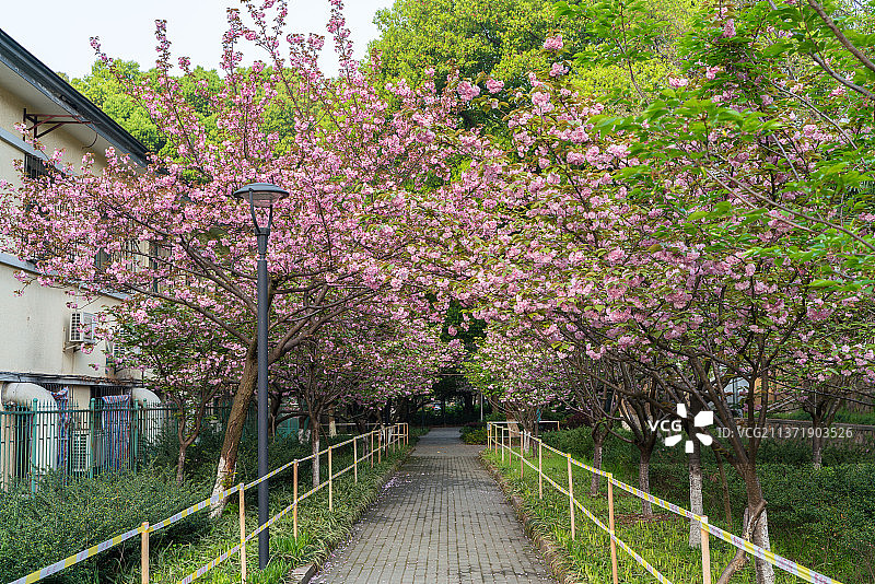 春天盛开的晚樱关山樱图片素材