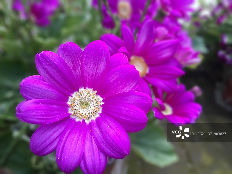 瓜叶菊图片素材