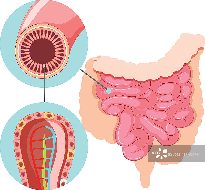 小肠结构图图片素材