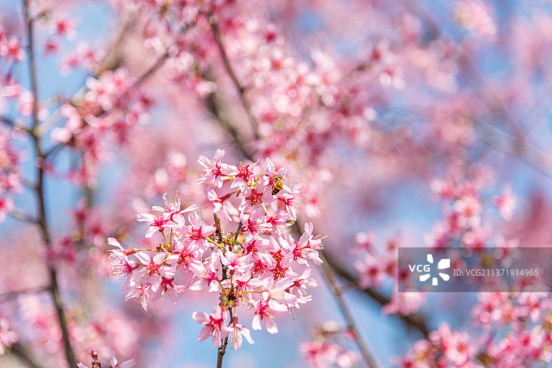 顾村公园樱花图片素材