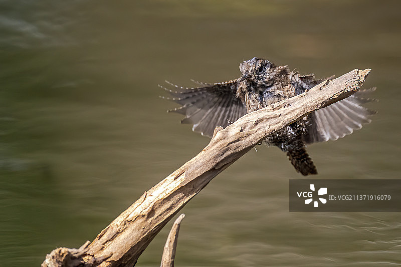 上桩•鹪鹩图片素材