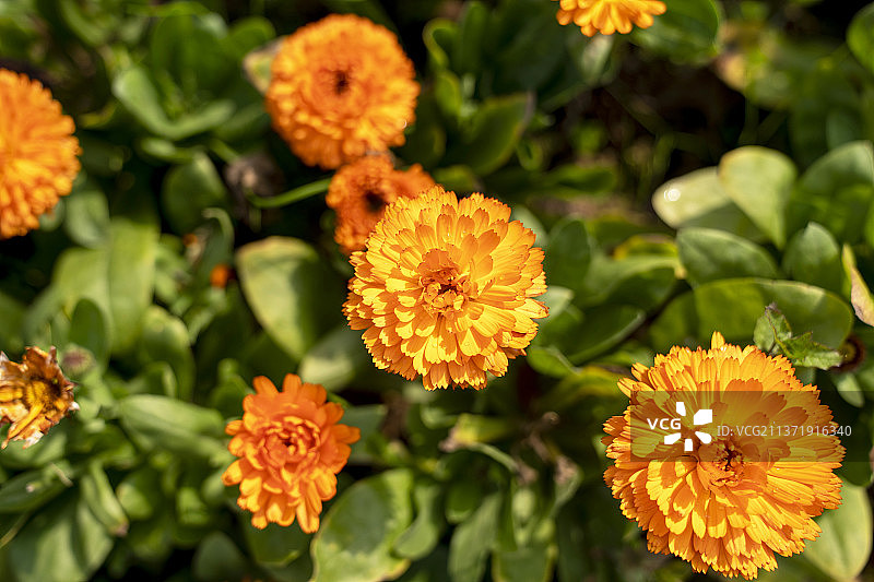 春天盛开的橘黄色金盏菊图片素材
