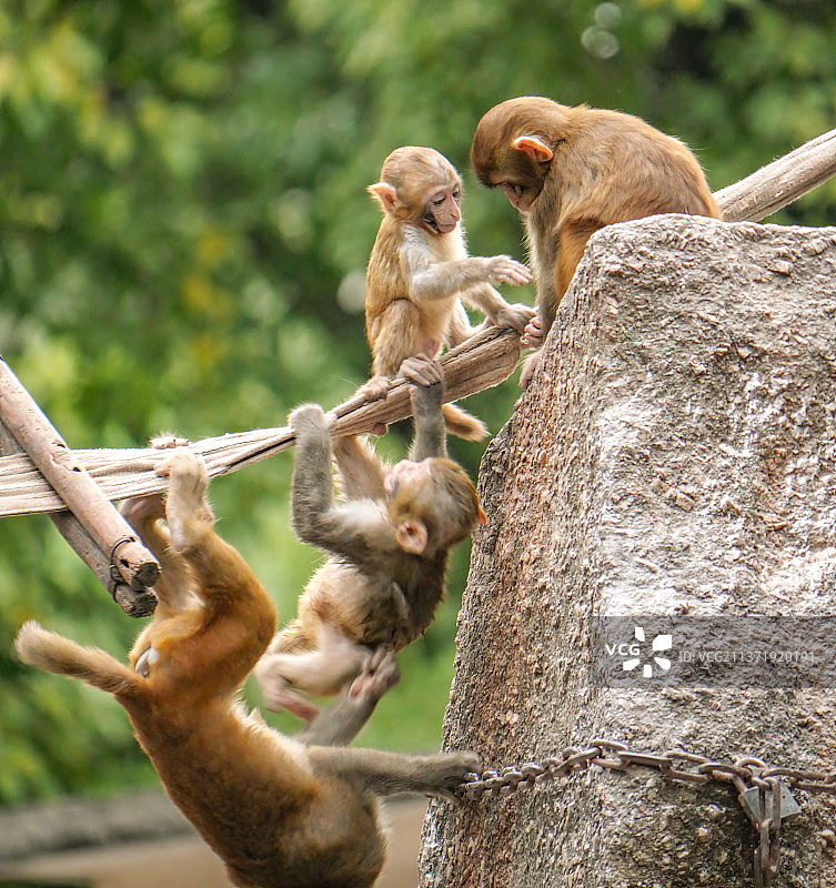 猴群图片素材