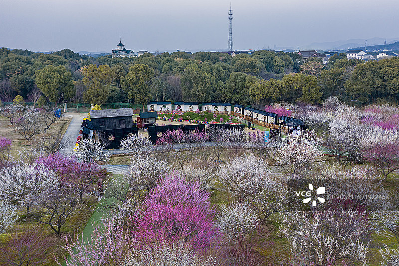 苏州赏梅胜地香雪海梅花盛开图片素材