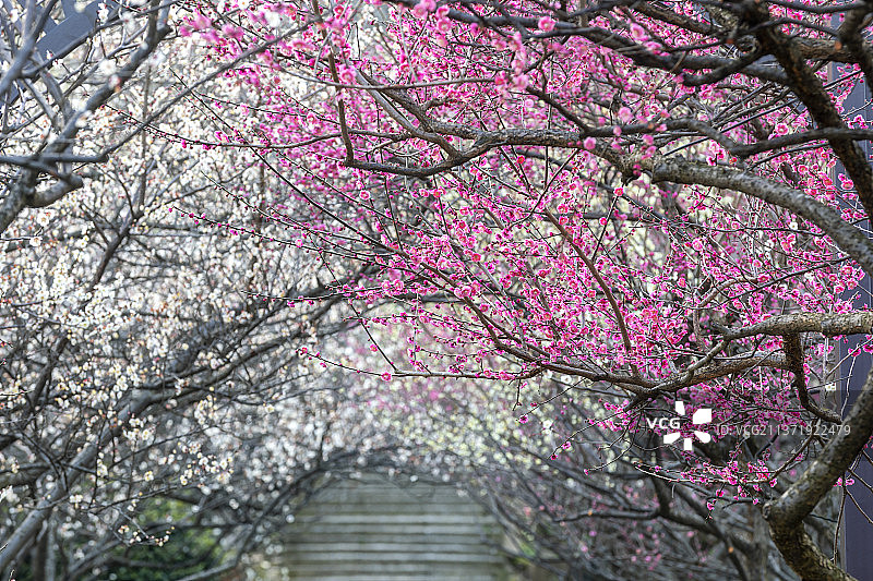 苏州赏梅胜地香雪海梅花盛开图片素材