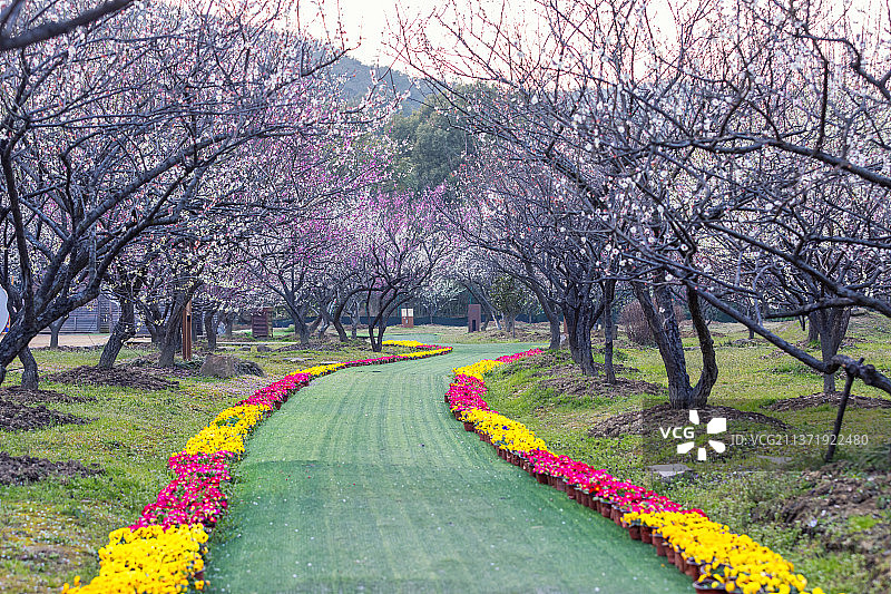 苏州赏梅胜地香雪海梅花盛开图片素材