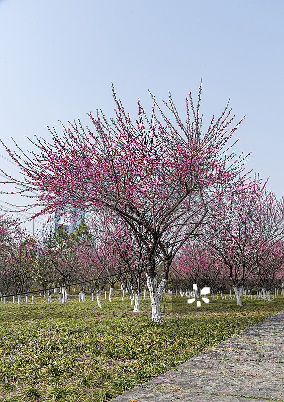 杭州钱塘区沿江湿地公园梅花盛开图片素材