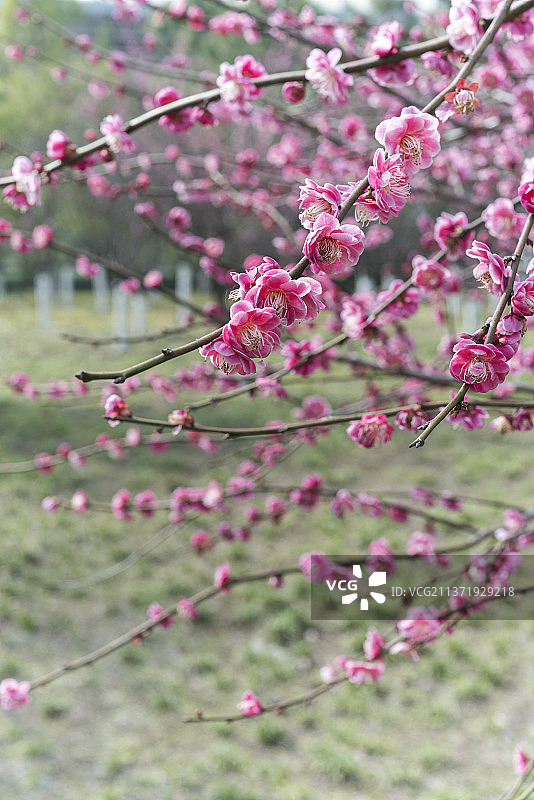 繁花似锦图片素材