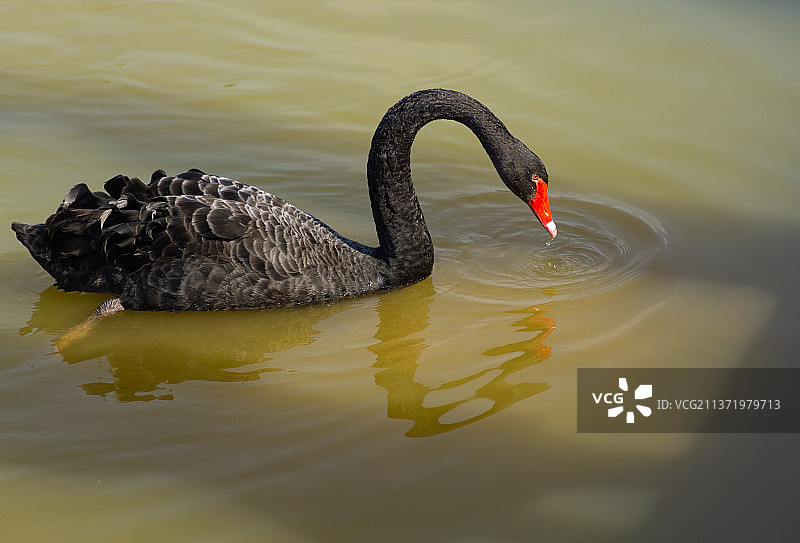 黑天鹅图片素材