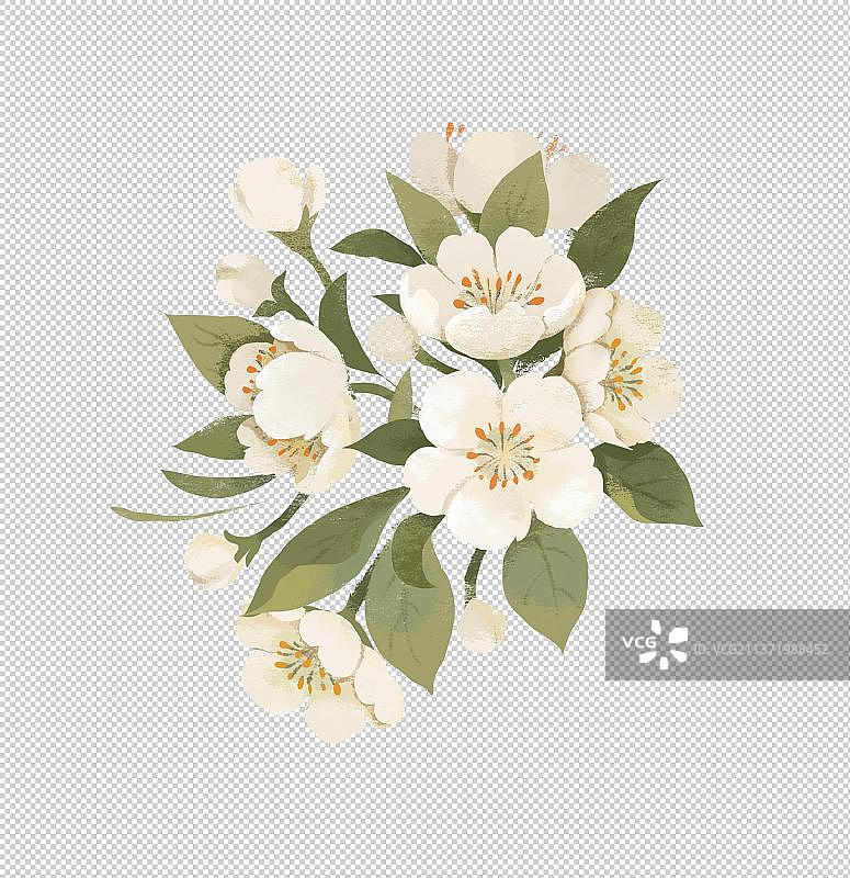 春天节气插画梨花鲜花元素图片素材
