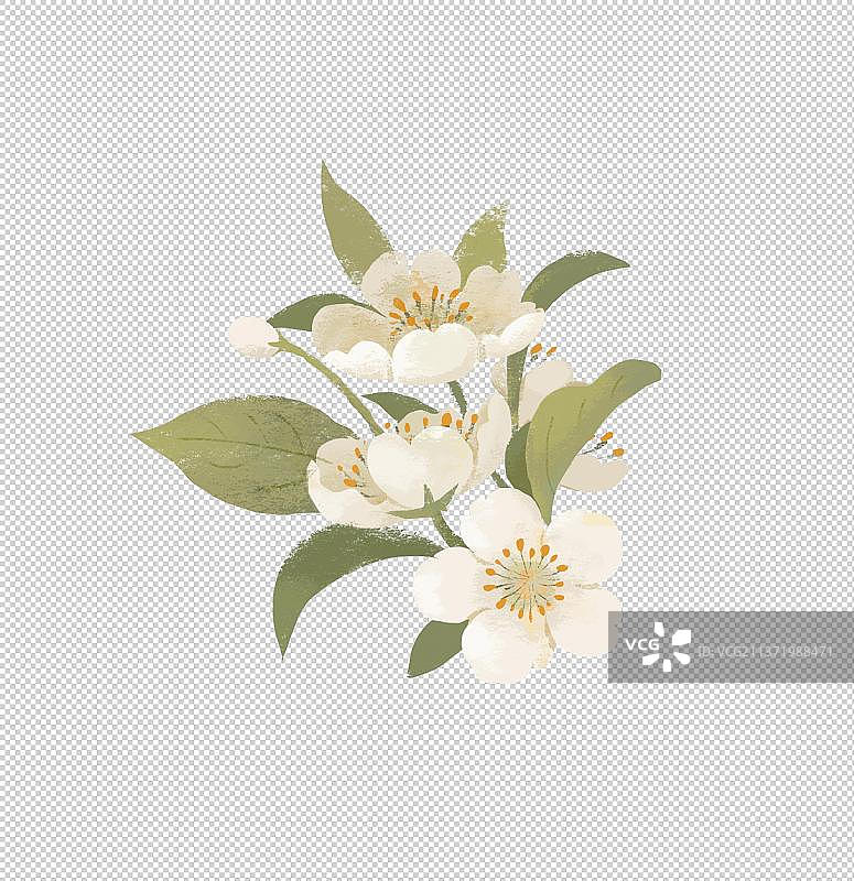 春天节气插画梨花鲜花元素图片素材