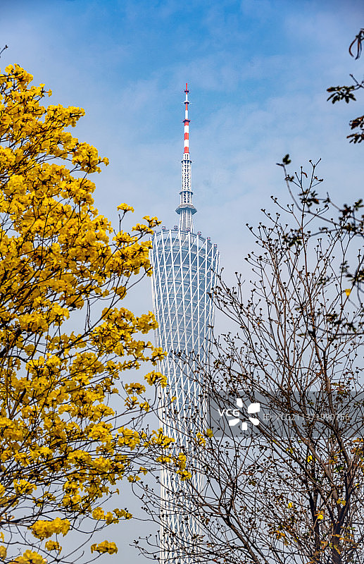黄花风铃木和广州塔图片素材