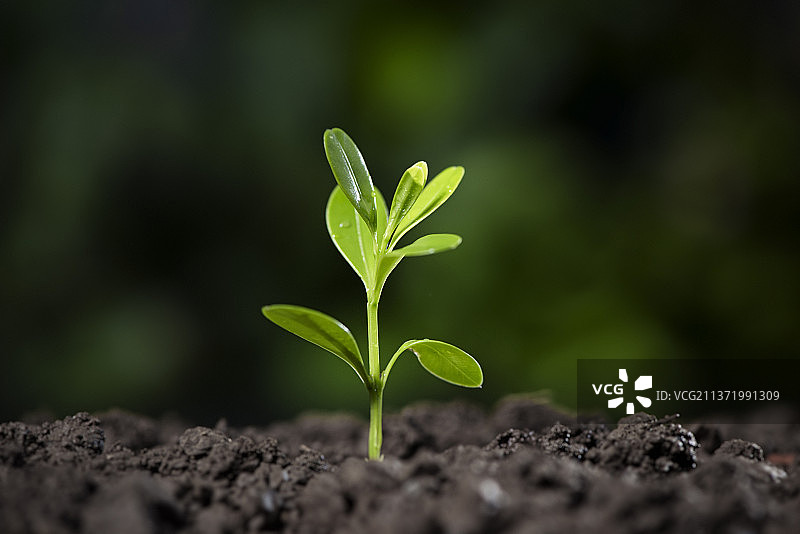 春天植物发芽图片素材