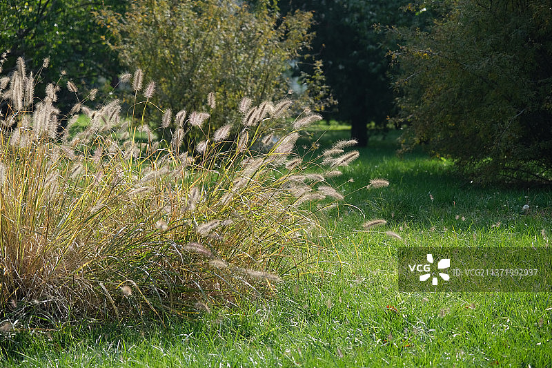 绿草地上生长的狼尾草特写图片素材
