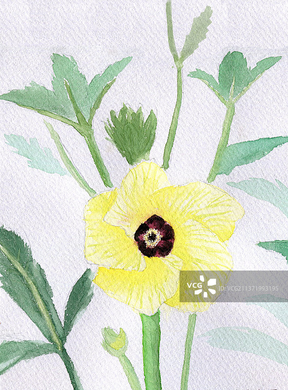 秋葵花图片素材