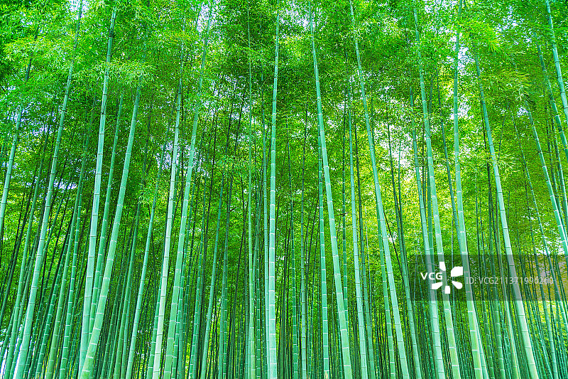 竹林素材图片素材