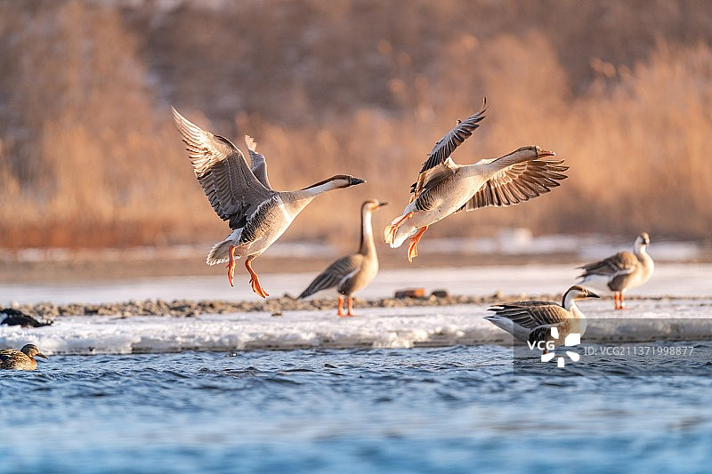 大雁在湖里自由游泳和结伴飞翔图片素材