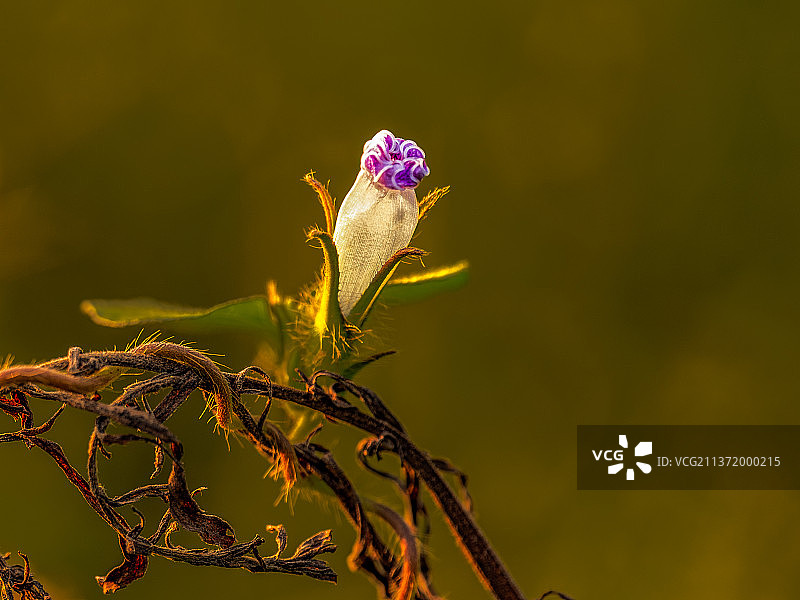 喇叭花图片素材
