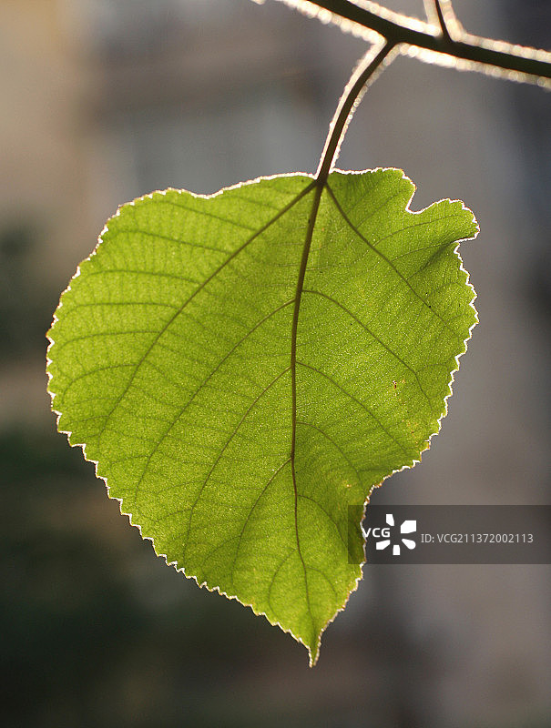 树叶特写图片素材