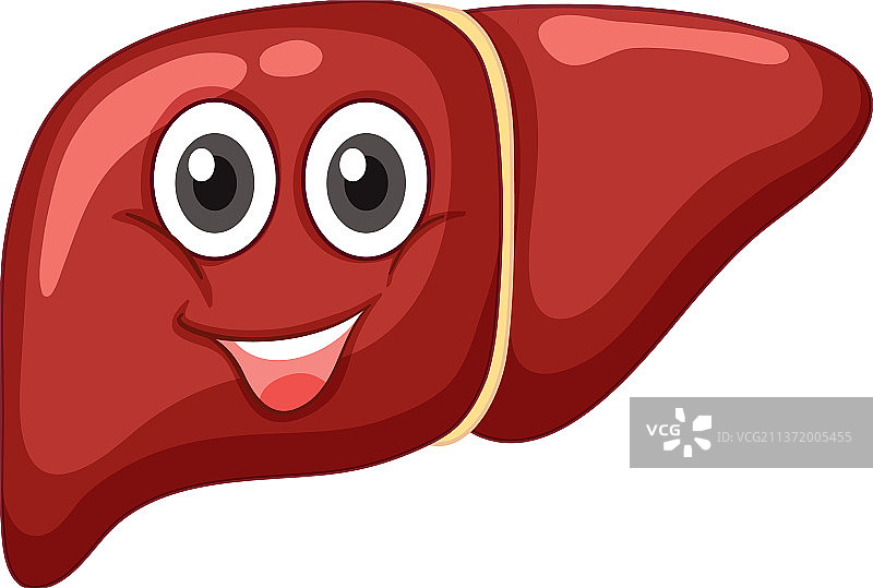 表情健康的肝脏（白色背景）图片素材