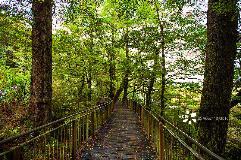 原始森林绿色植物图片素材