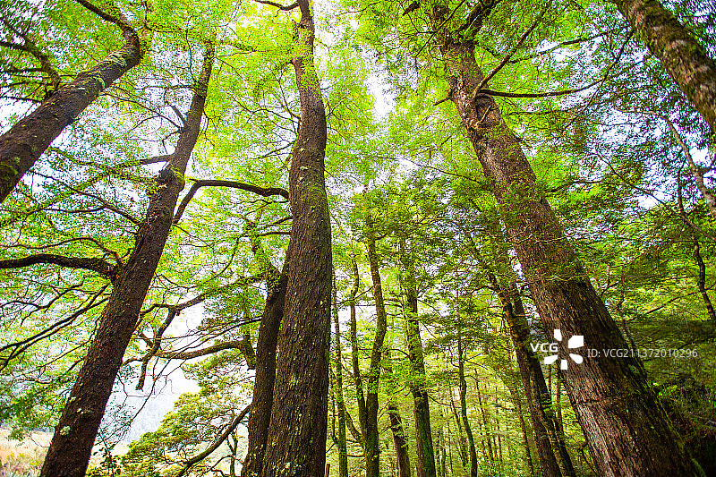 原始森林绿色植物图片素材
