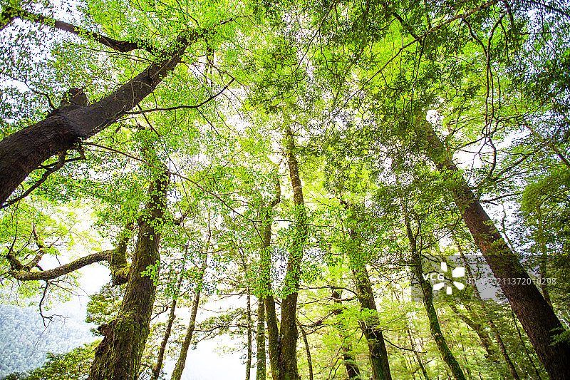 原始森林绿色植物图片素材