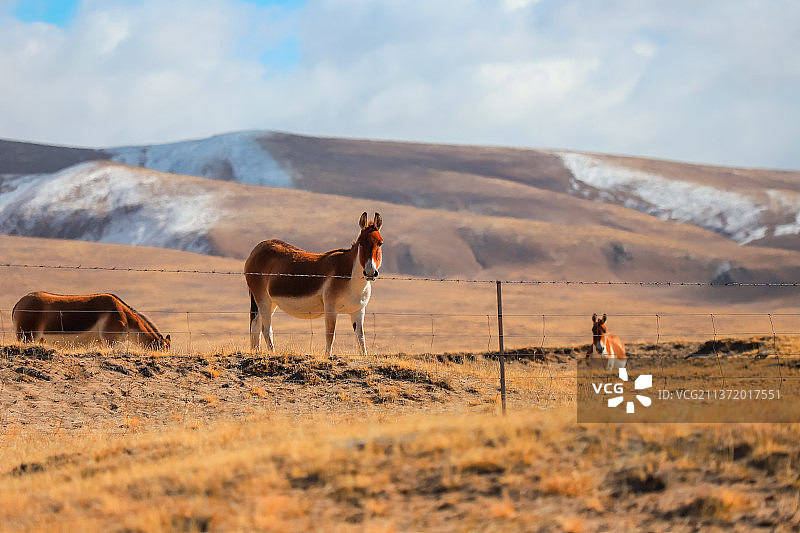 青海玉树三江源国家公园黄河源曲麻莱县青藏高原藏野驴动物自然风光图片素材
